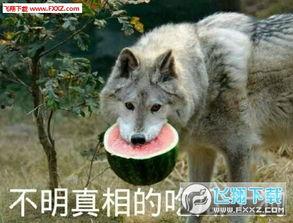 吃瓜表情包图片可爱动态,可爱动态吃瓜表情包萌动来袭