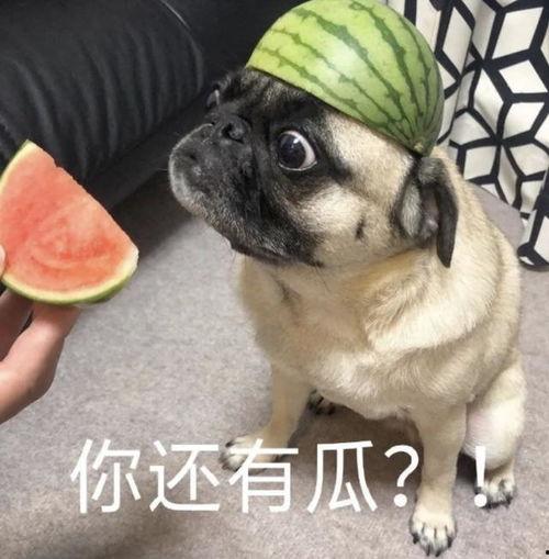 吃瓜表情包 震惊,揭秘吃瓜背后的文化现象