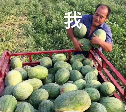 吃娱乐圈瓜,揭秘明星背后的故事与真相