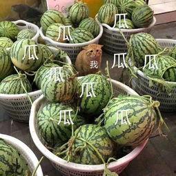 吃瓜娱乐公司,揭秘娱乐圈幕后那些事儿