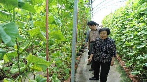 吃瓜网免费官网免费,畅享海量资讯，轻松获取免费福利