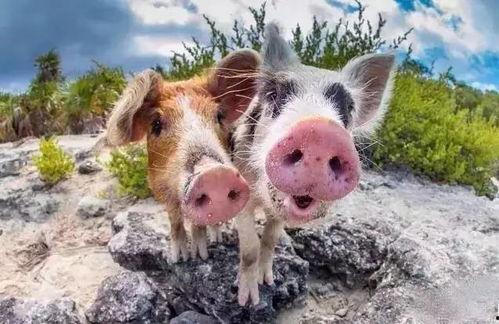 肥猪猪的日常娱乐吃瓜,娱乐至上，笑料连连