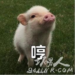 肥猪猪娱乐吃瓜酱,揭秘娱乐圈那些不为人知的幕后故事