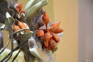 娱乐吃瓜小豚,吃瓜小豚带你探秘明星幕后故事